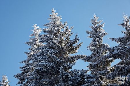 NEIGE 018