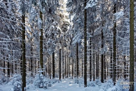 NEIGE 022