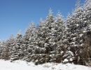 NEIGE 028