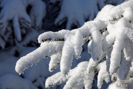 NEIGE 034