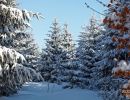 NEIGE 035