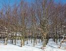 NEIGE 037