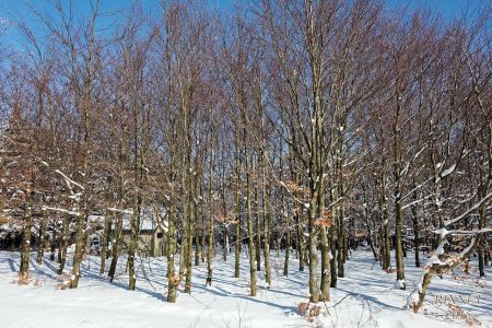 NEIGE 037